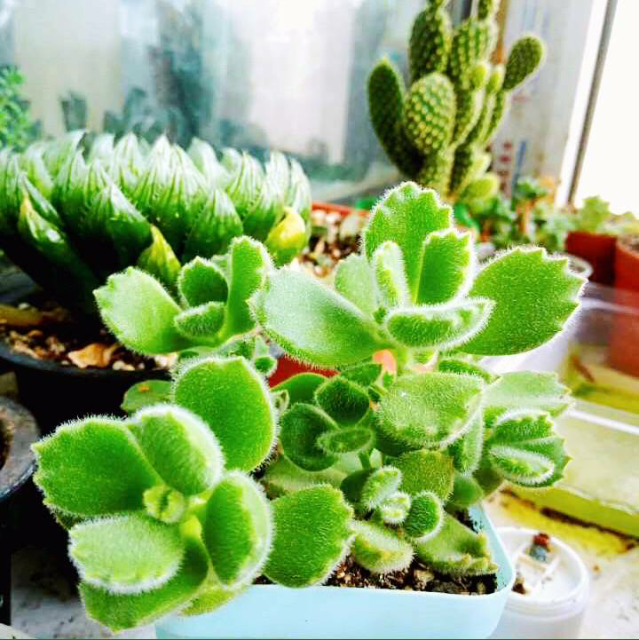 大家觉得网配圈大神有哪些?