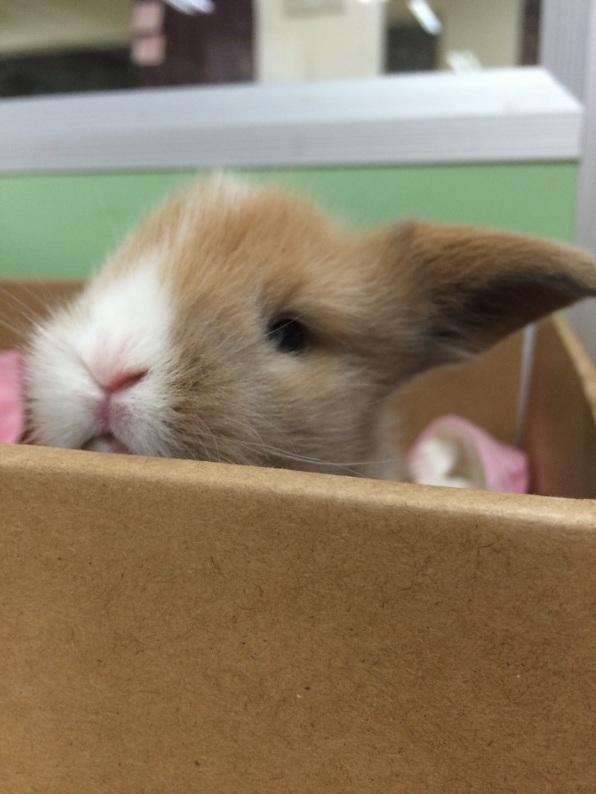 怎么拥有一只兔子 51dd3e8f7ffca5d81ab842676bc6108a_r.jpg