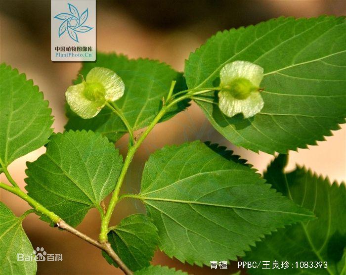 《诗经》中的《将仲子》里的杞树、桑树、檀树与里、墙、园有什么方位关系?求方位图 - 知乎