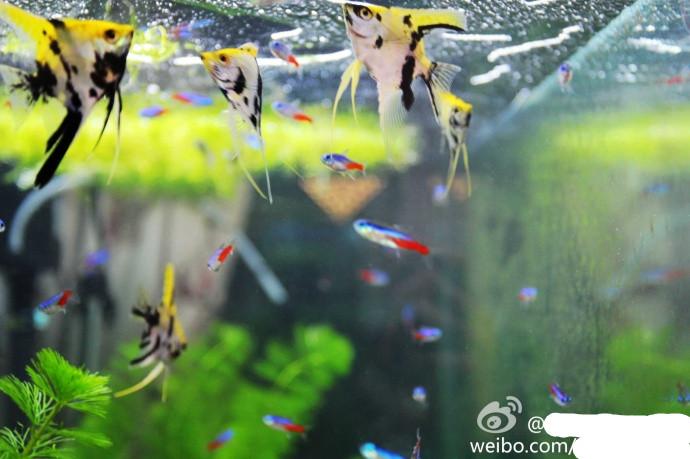 新手入门养鱼,该怎么开始? - 知乎