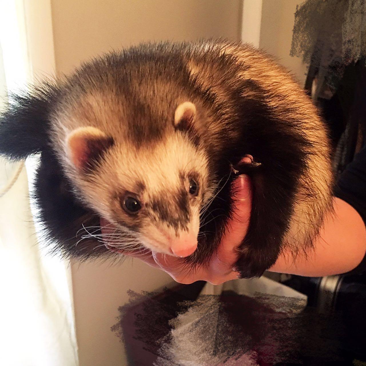 宠物貂适合家养吗? - 知乎