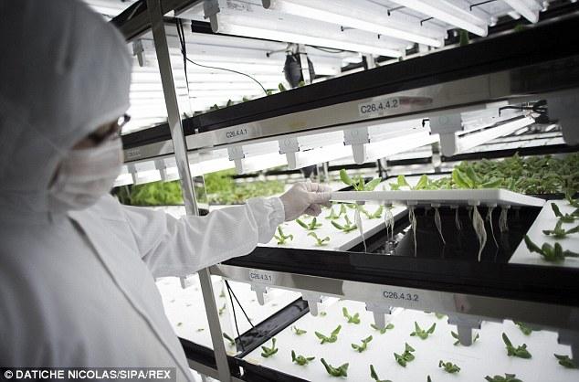 第二个是东芝在日本的植物工厂.