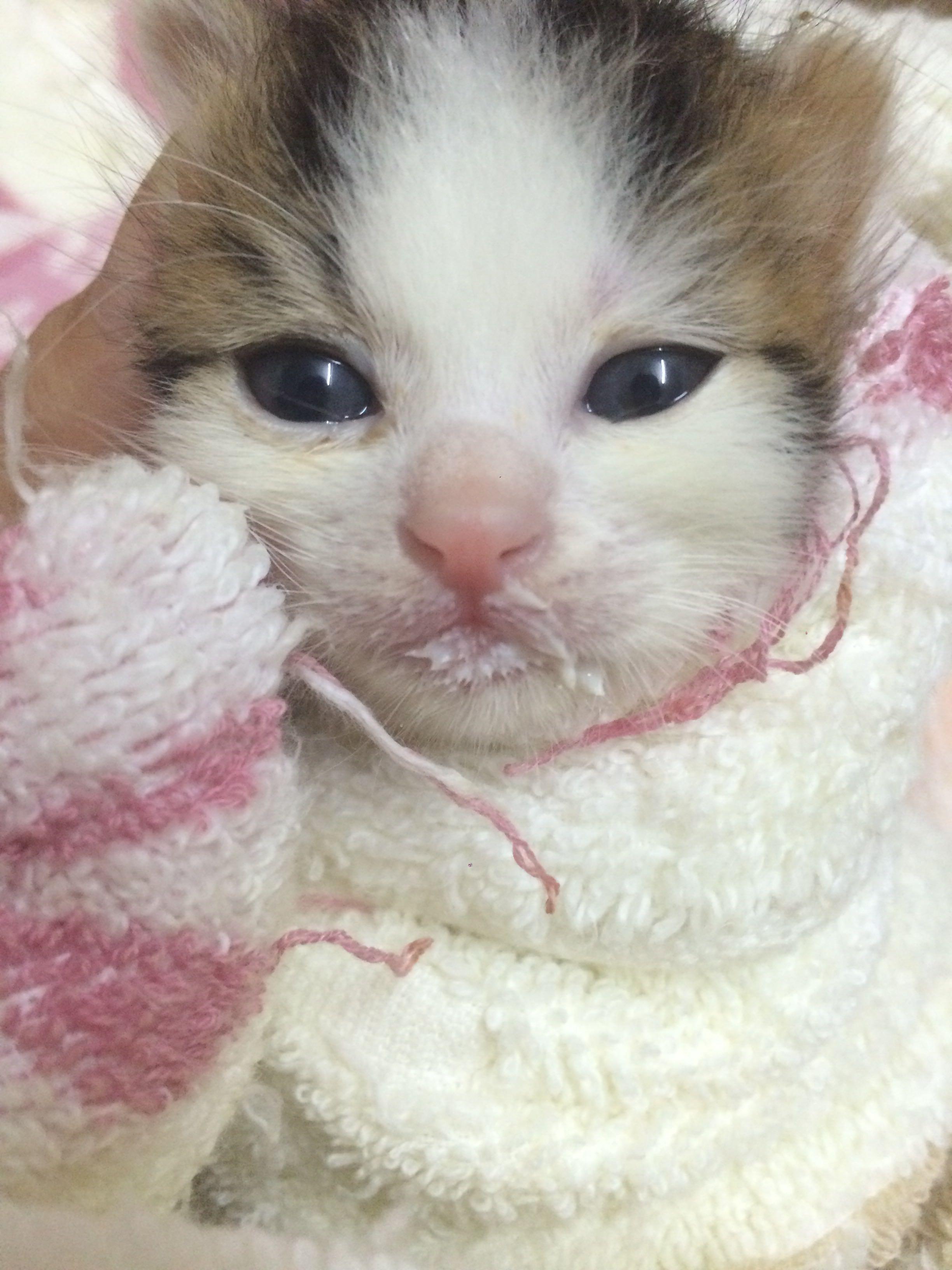 捡的刚出生的小奶猫不排便怎么办? - 橙子的心