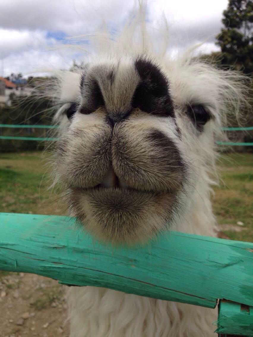 被羊驼吐口水是怎样一番体验