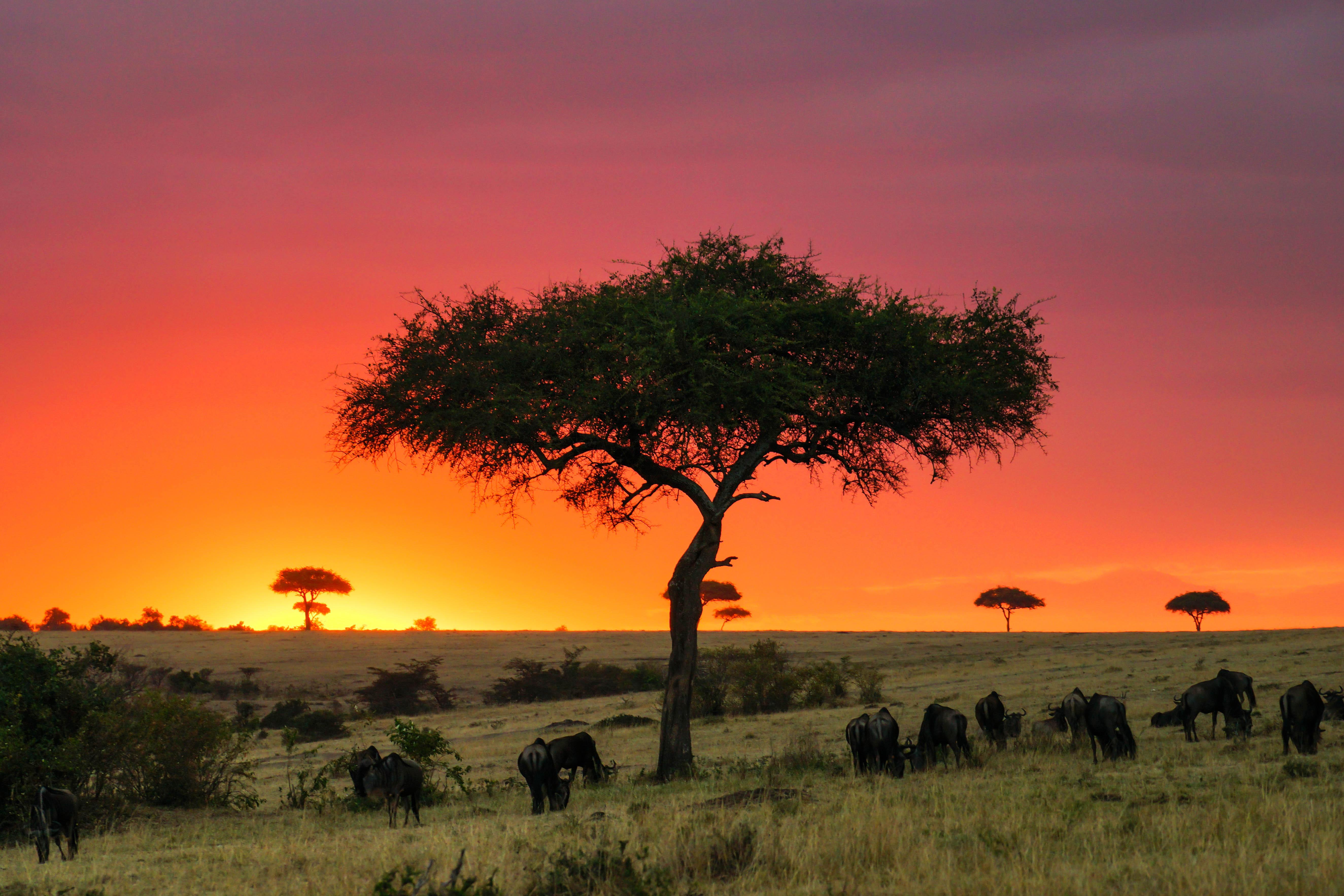 非洲游客观赏狮子图片素材-编号14621661-图行天下