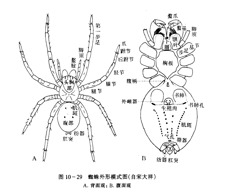 蜘蛛吐丝原理图片