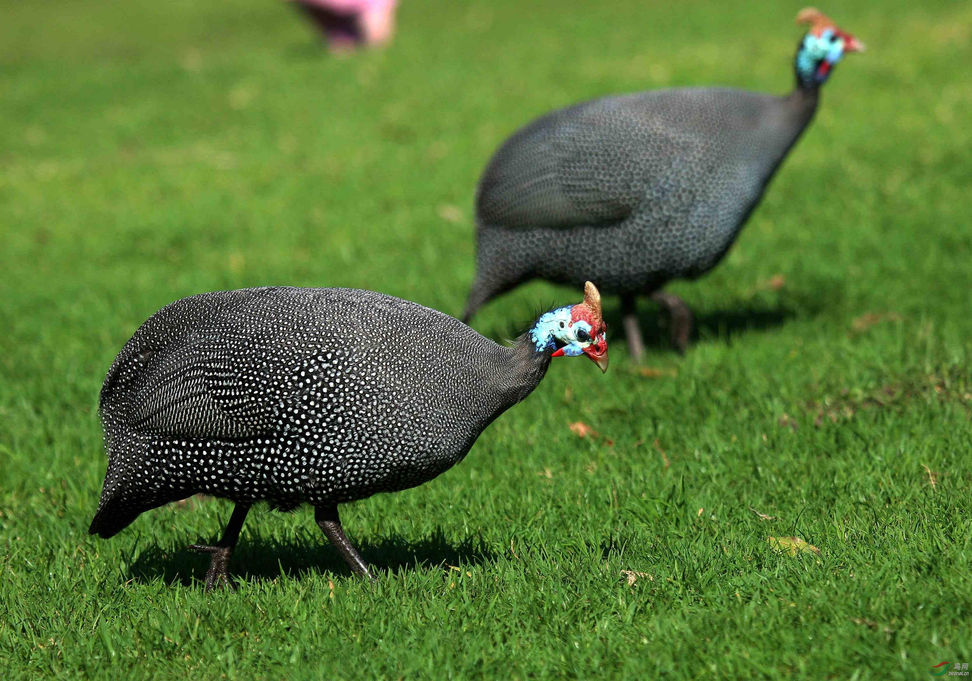 土耳其火雞英文 Buuchau