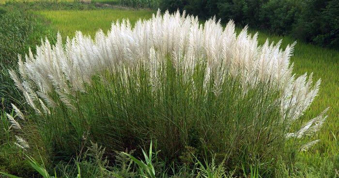 它的学名到底是什么今天河边拔的我们这儿叫这玩意儿谷迪