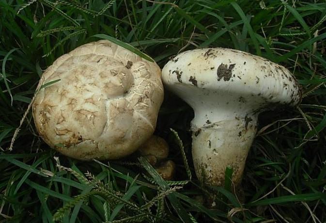 吃菌子季节到了,求科普下云南人常吃的野生菌品种? - 知乎