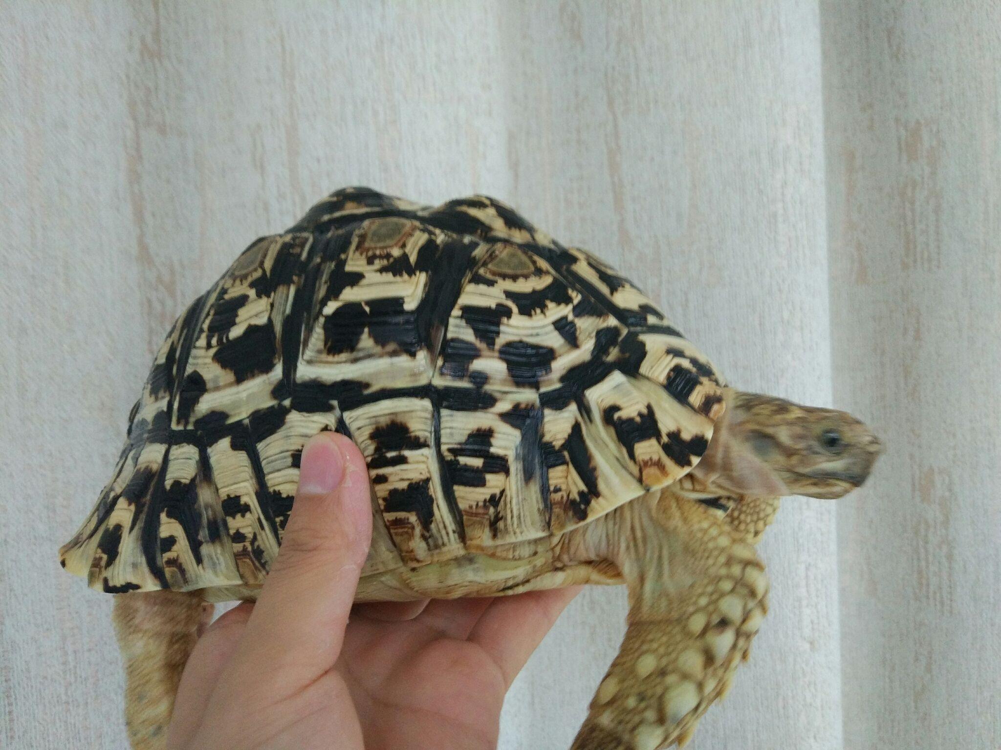 为什么知乎没有聊豹纹陆龟的呢