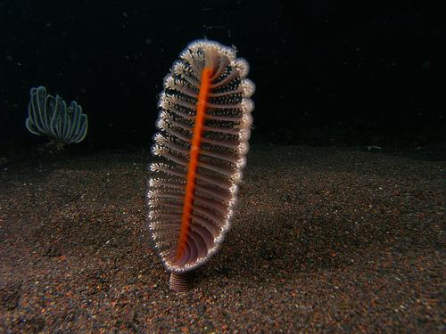 图片来源:buy scuba gear, scuba diving and snorkeling equipment