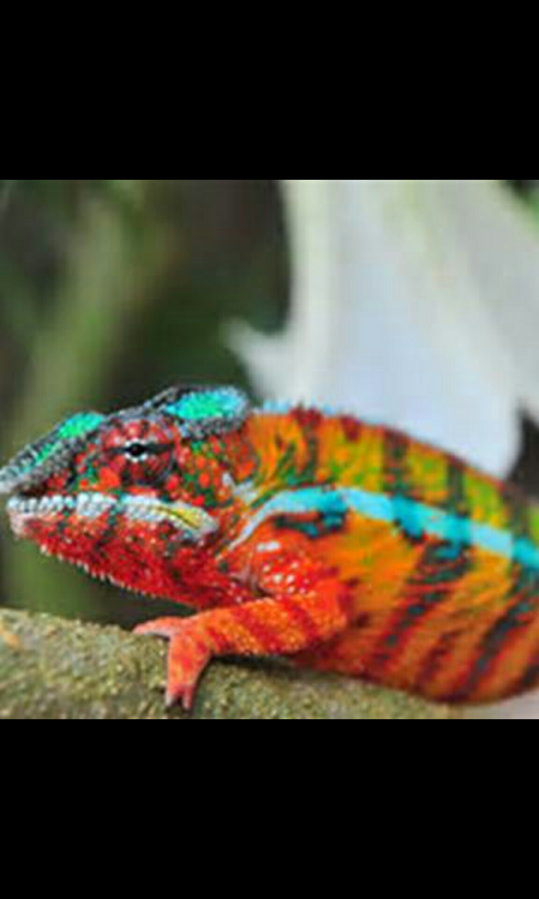 马达加斯加实拍 其实这是七彩变色龙在求偶时候的样子,不是被扔到彩虹