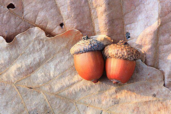 彀树是什么树它的果子为什么叫榉食这又是什么东东