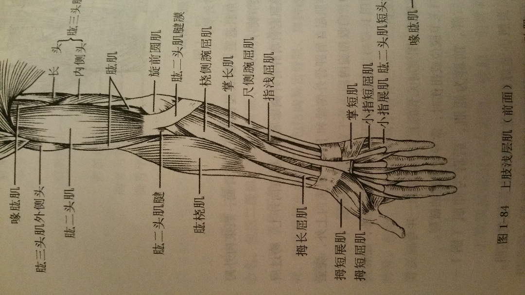 掌长肌图片图片