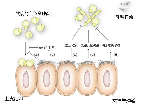 乳酸菌示意图图片