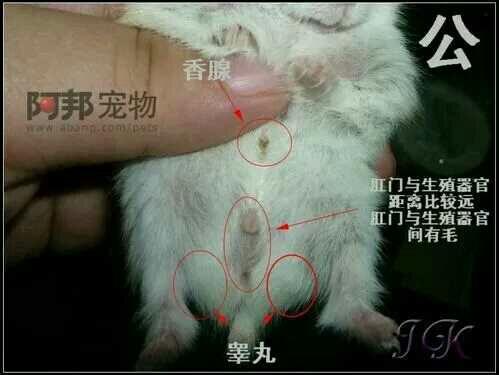 仓鼠如何分辨公母?
