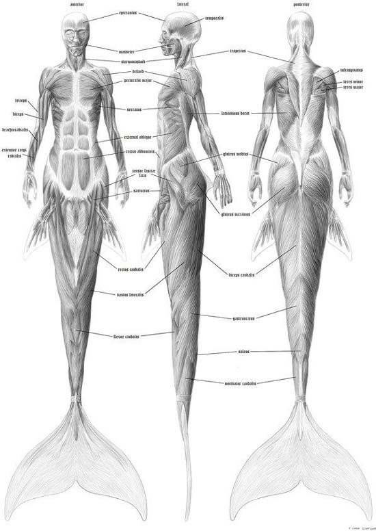 人马身体结构图图片