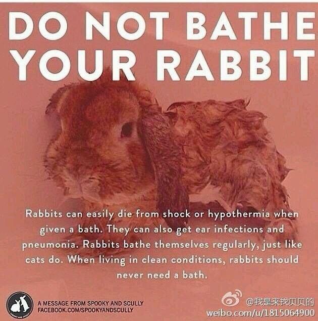 怎么养兔子才能不臭啊