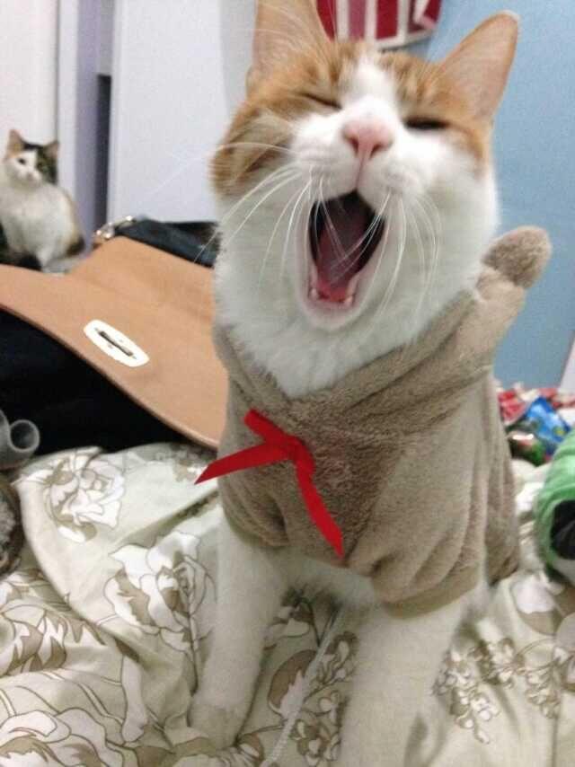 猫的呼噜声会有催眠作用吗? - 心理学 - 知乎