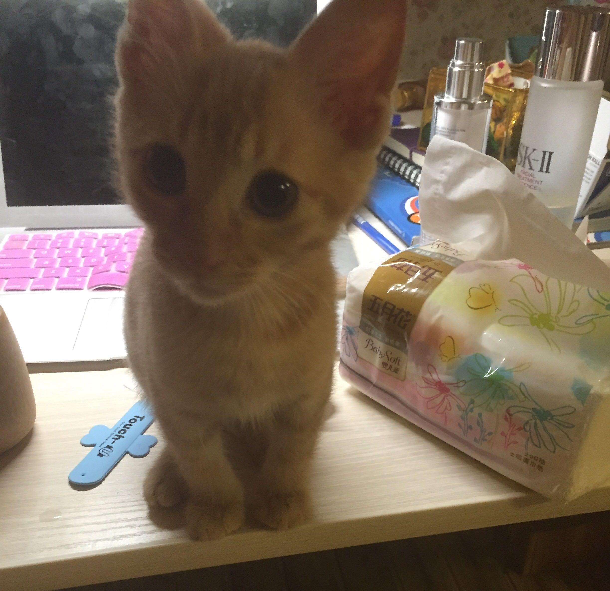 如何拥有一只黏人的小猫咪 5ae8c4b0f4ca6bd272ac288895bc2b32_r.jpg