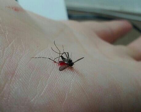 早上起来在蚊帐里发现一只吸满血的蚊子.你会怎么做?