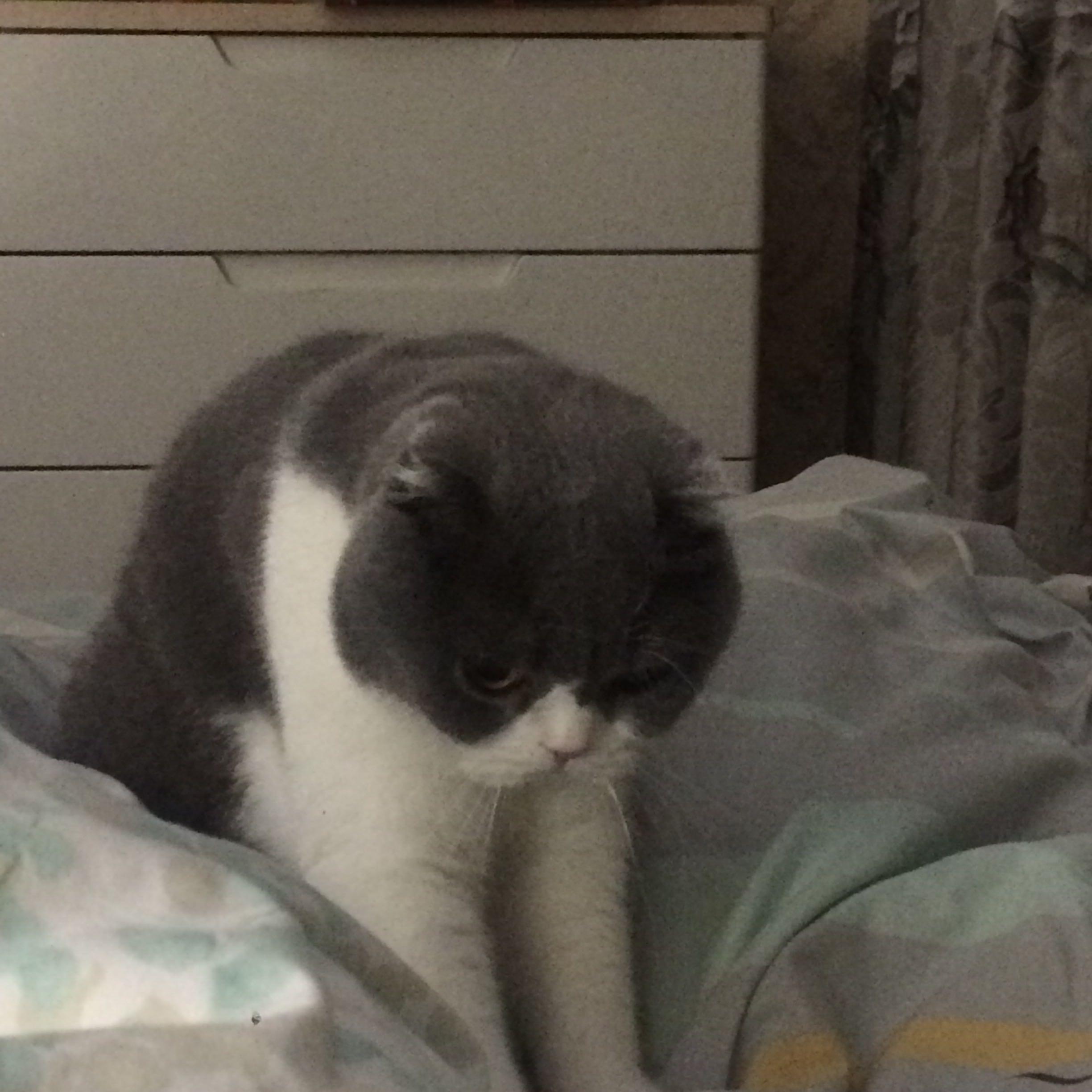 和猫一起睡觉是怎样的体验? - 匿名用户的回答