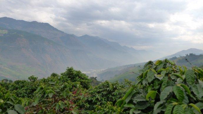 韩国、美国、中国本土咖啡连锁店竞争日趋激烈