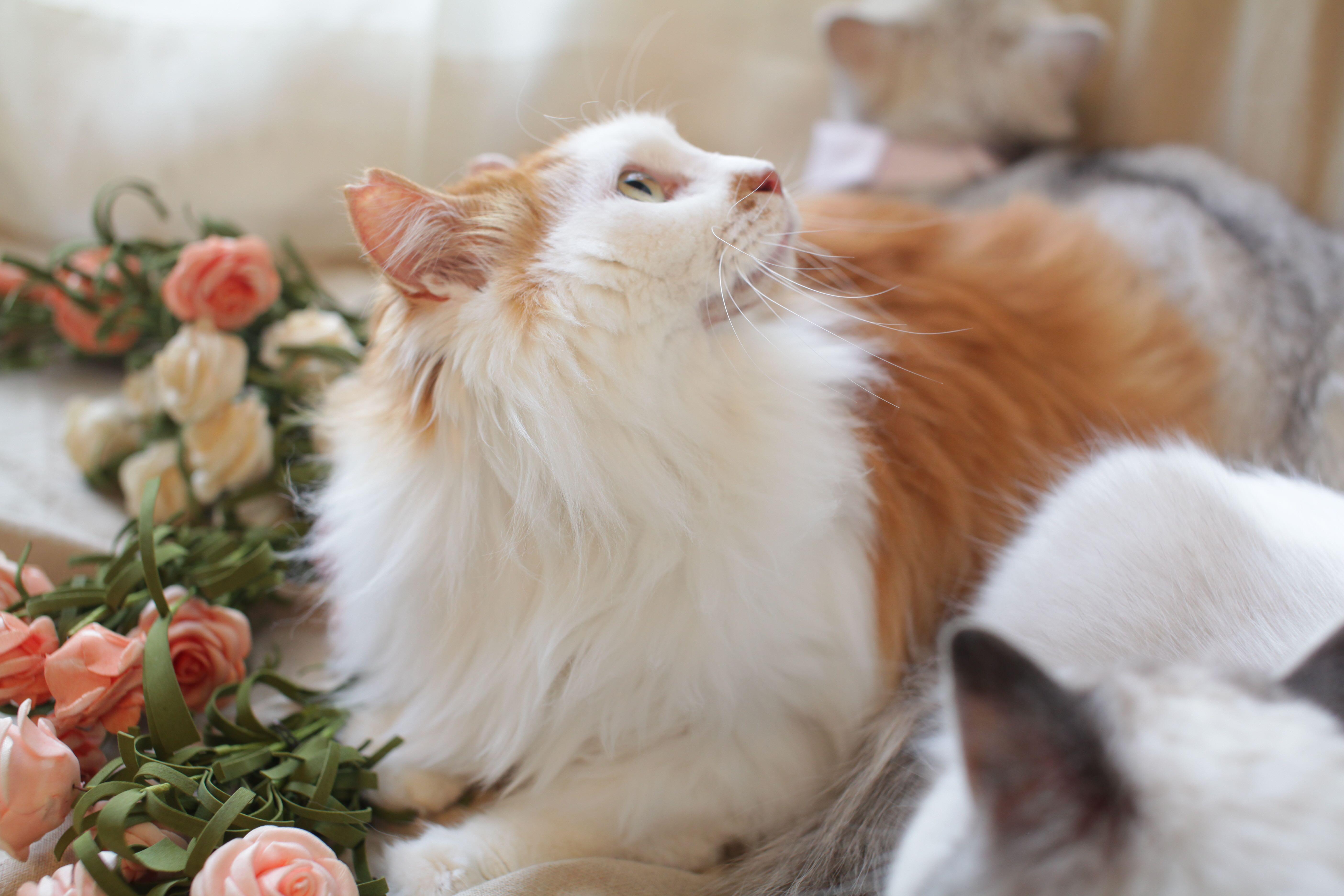 养布偶猫是种怎样的体验?