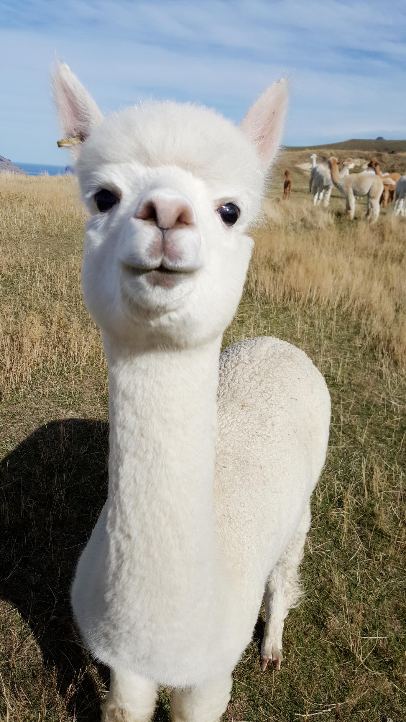 新西兰基督城阿卡罗阿莎玛拉羊驼农场门票Shamarra Alpacas/免打印电子票（自驾前往+亲密接触羊驼）,马蜂窝自由行 - 马蜂窝自由行