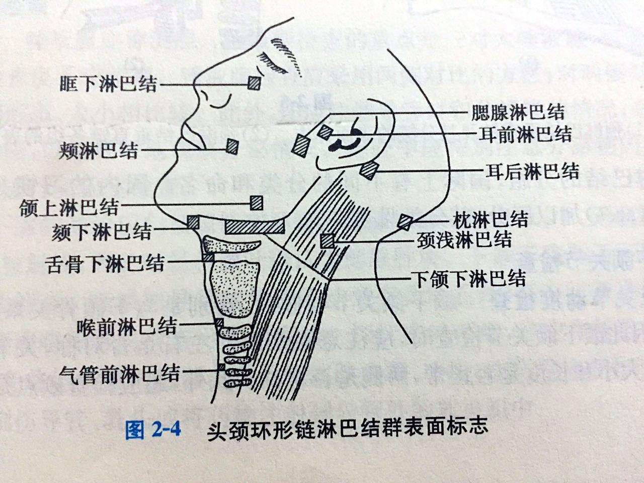 脖子淋巴结有些大,已经10多年了不痛不痒,偶尔感冒生病会有些胀,近期