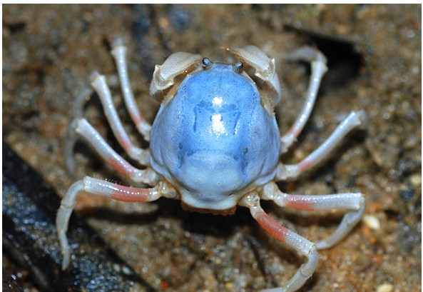 如何区分大闸蟹 毛蟹 青蟹 梭子蟹 河蟹 红蟳 螃蜞 帝王蟹 松叶蟹等蟹类物种 有路网问答