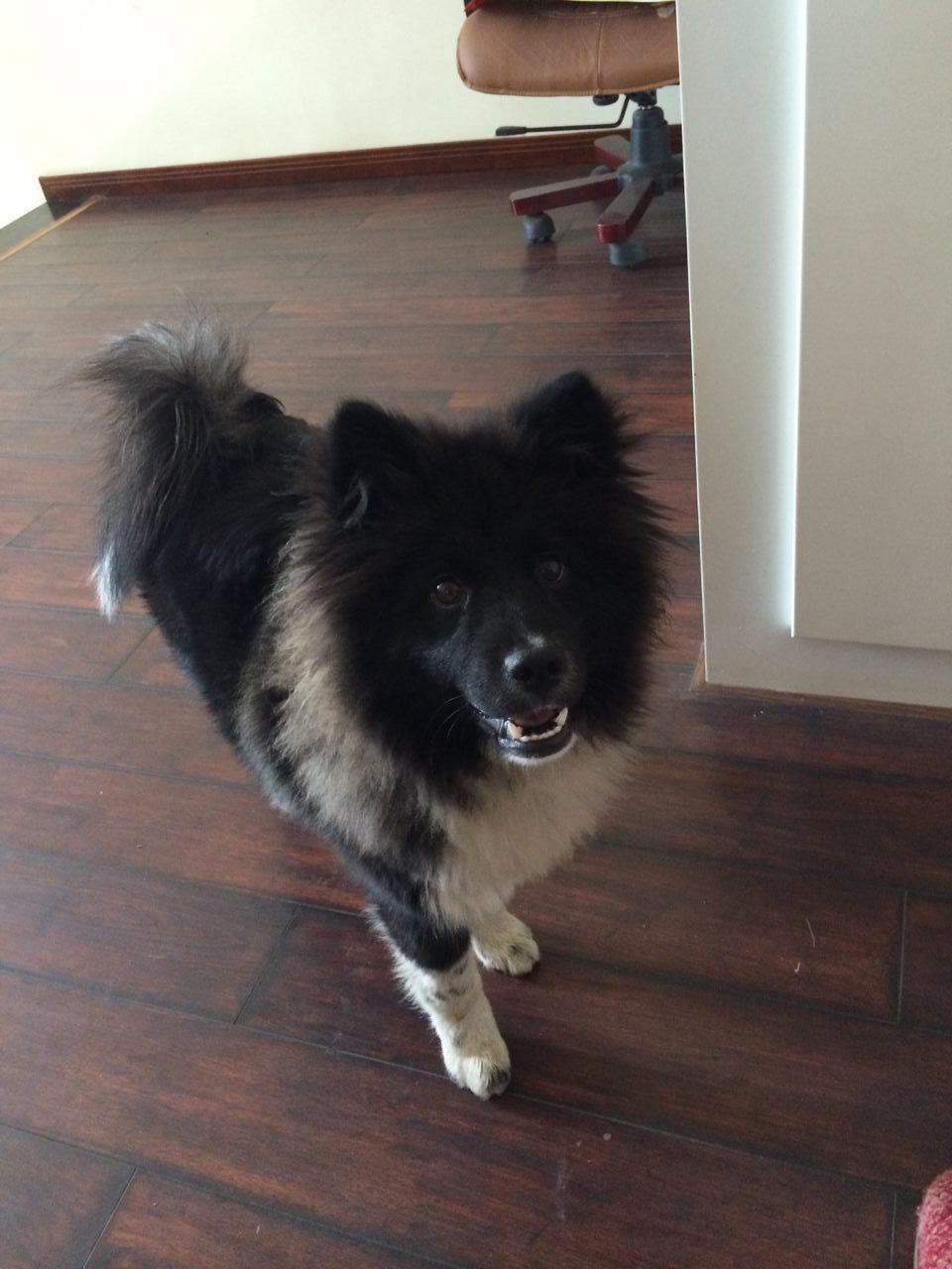 德牧和拉布拉多混血的犬性格温顺不会不会像德牧比较凶悍