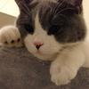 猫有眉毛吗 知乎 猫有眉毛吗 知乎
