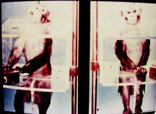 布雷迪的猴子故事是不是编纂的如果不是有没有文献支持