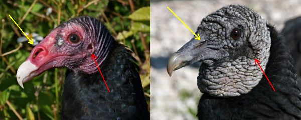 鹰的耳朵长什么样