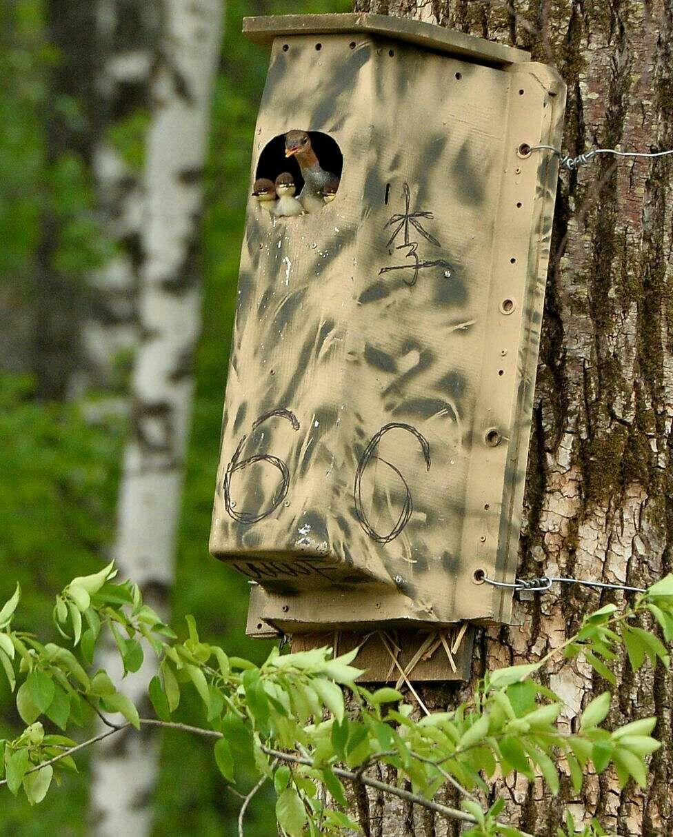 用人工巢箱拯救中华秋沙鸭