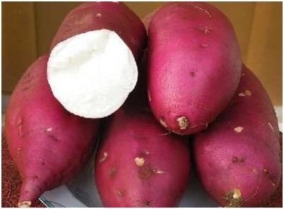 怎样种红薯 61877336d890cd08313bfece27d47060_b.jpg