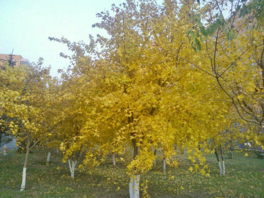 在长春市二实验中学就读是一种怎样的体验? -