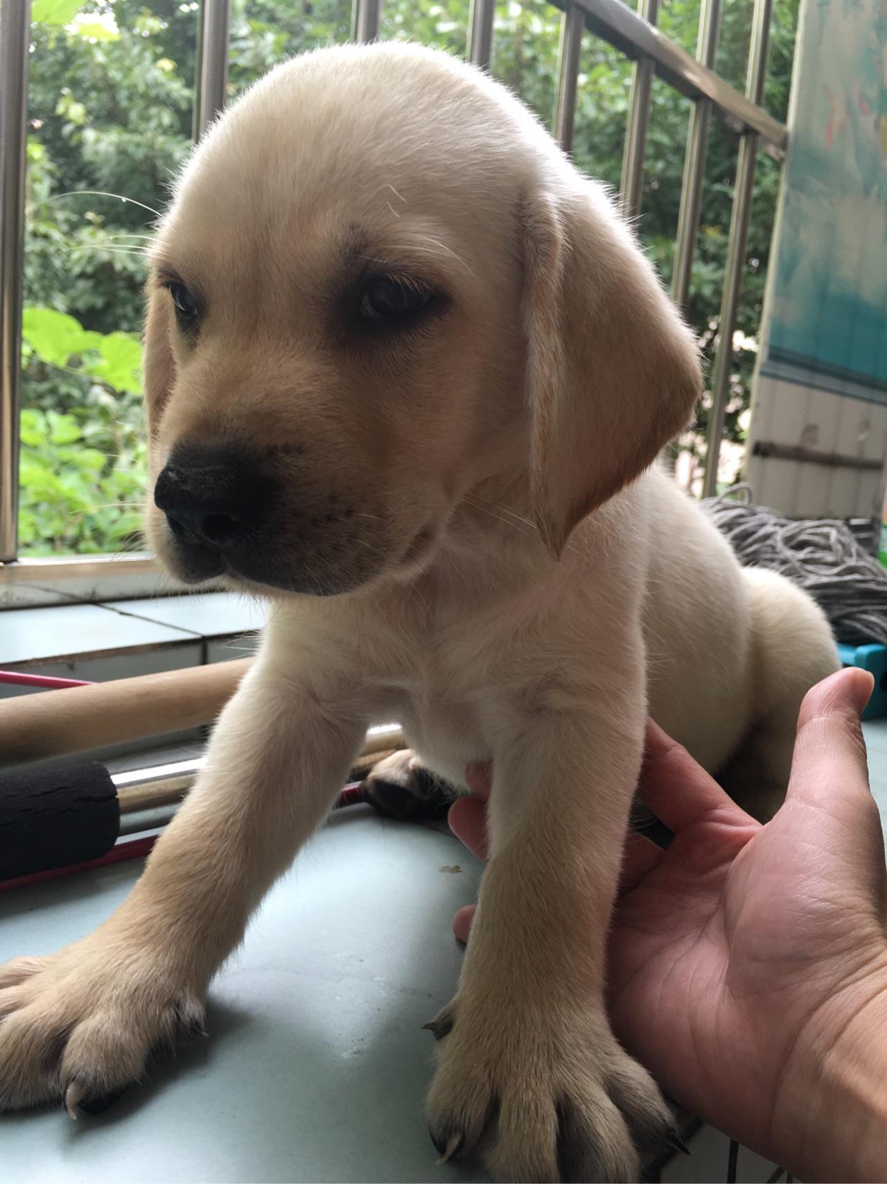 请各位专业人士帮我坚定一下这是否纯种拉布拉多犬