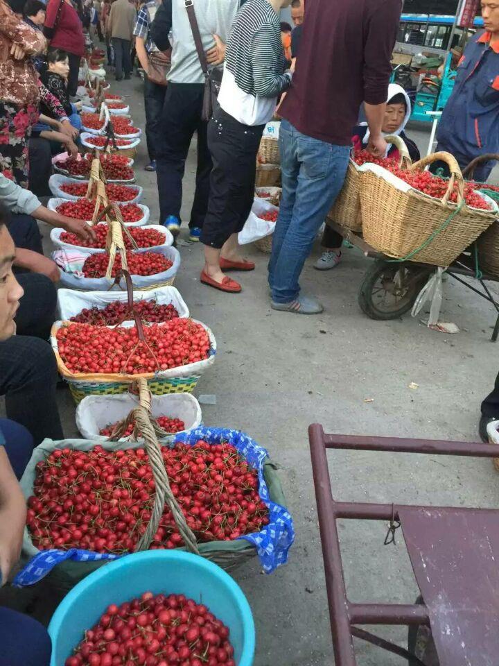 哪里产的樱桃好吃?
