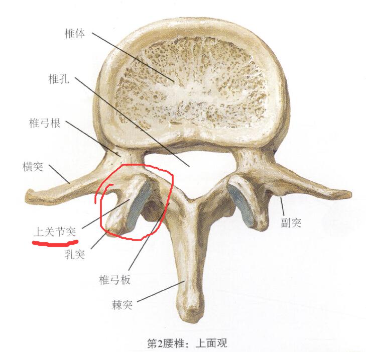 脊椎中關節突的關節面呈冠狀位或者矢狀位是什麼意思