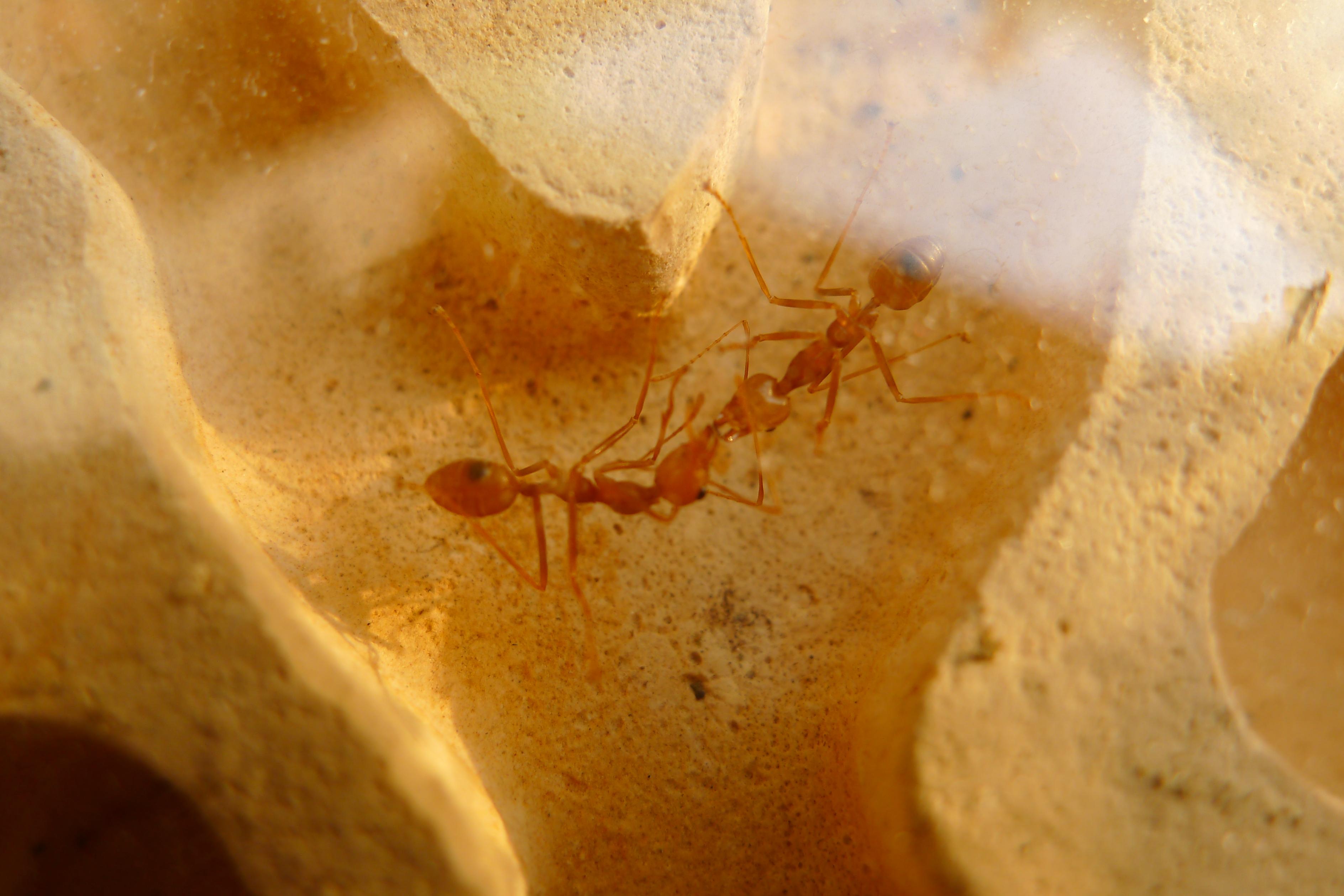科学网—九个蚂蚁的奇趣故事 - 王从彦的博文