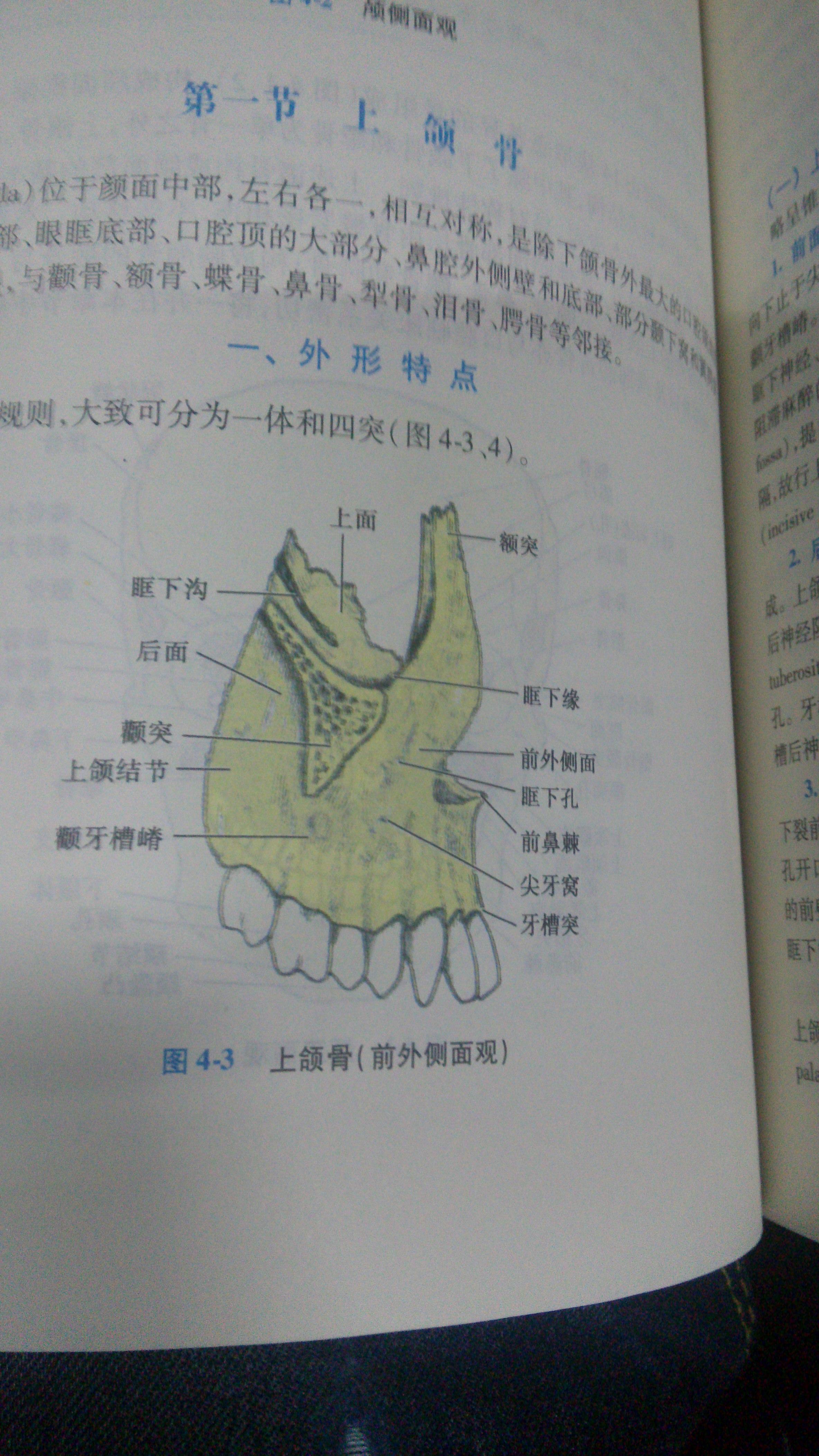 顎顎頷頜頦這幾個字在醫學上對應的部位分別是什麼