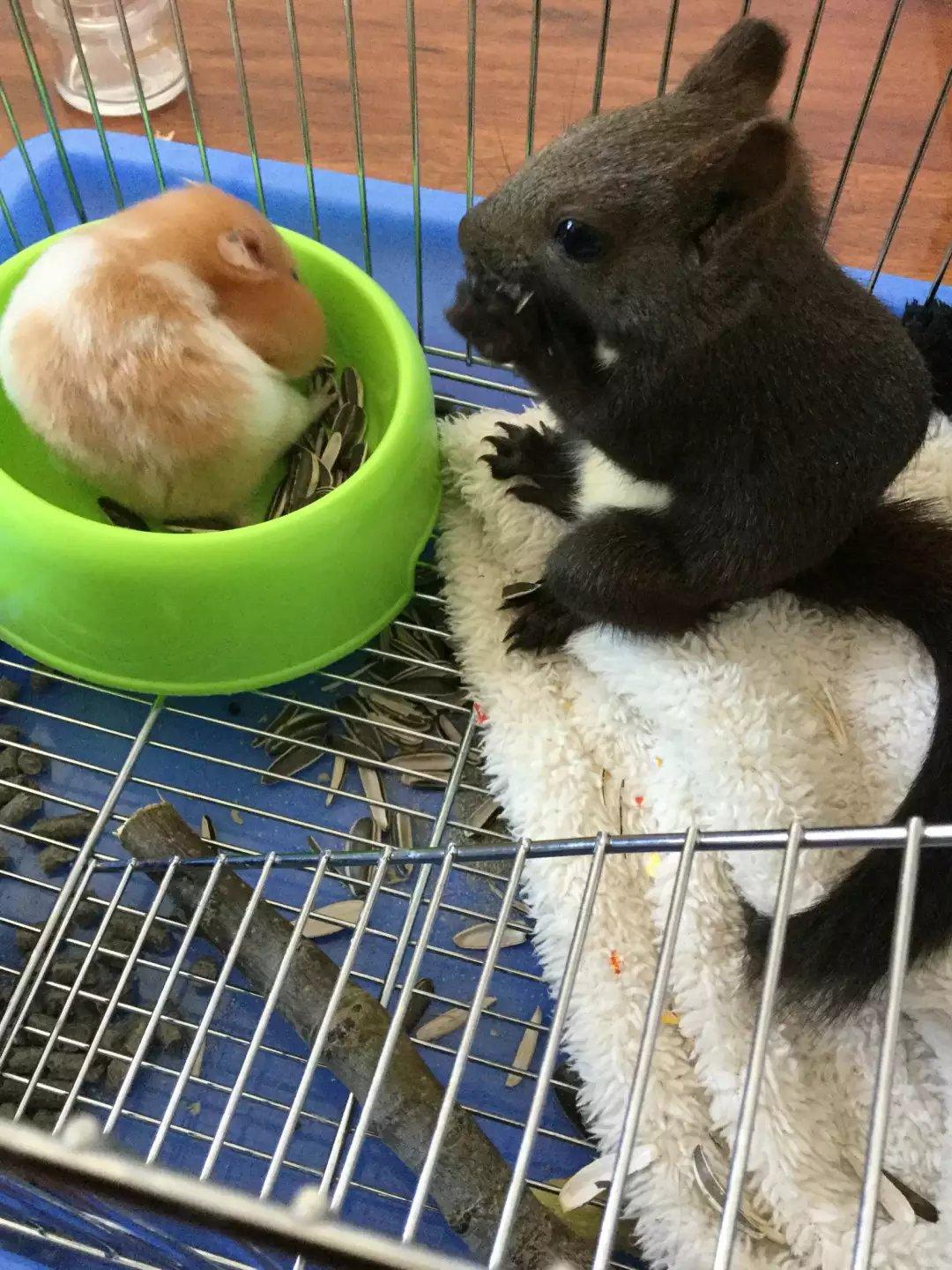 松鼠下崽有什么表现 649df2730d8d5597bf672afea87d3688_r.jpg