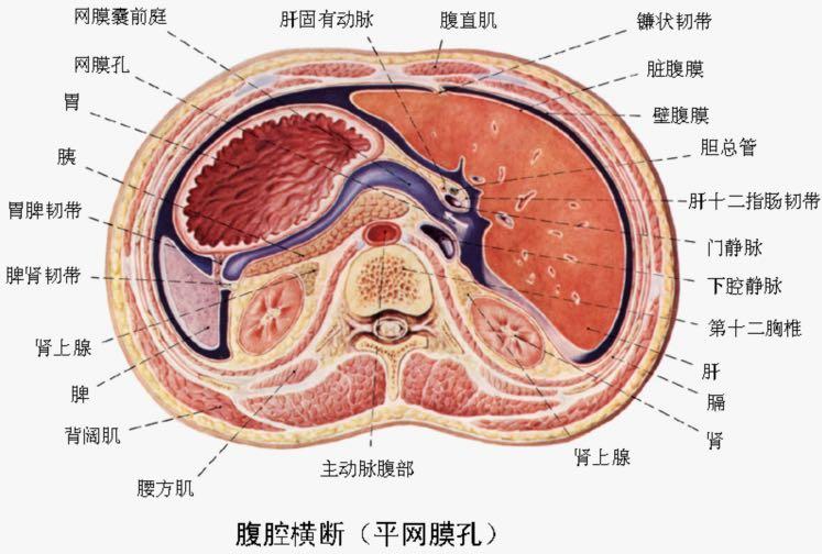 内脏是简单地堆在肚子里的吗?