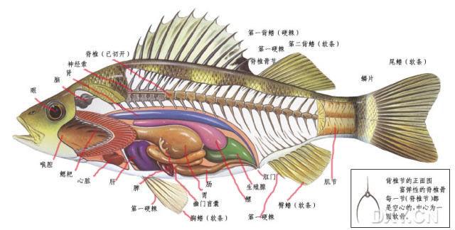 黄鱼 肾脏图片
