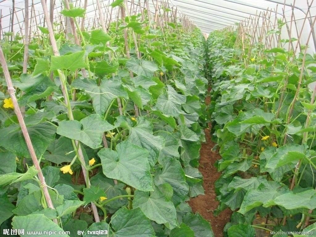 如何在只看见花与叶的情况下准确分辨南瓜藤丝瓜藤和黄瓜藤