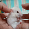 Gure