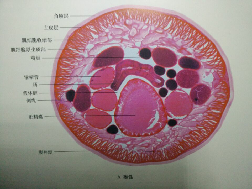 环毛蚓解剖结构图图片