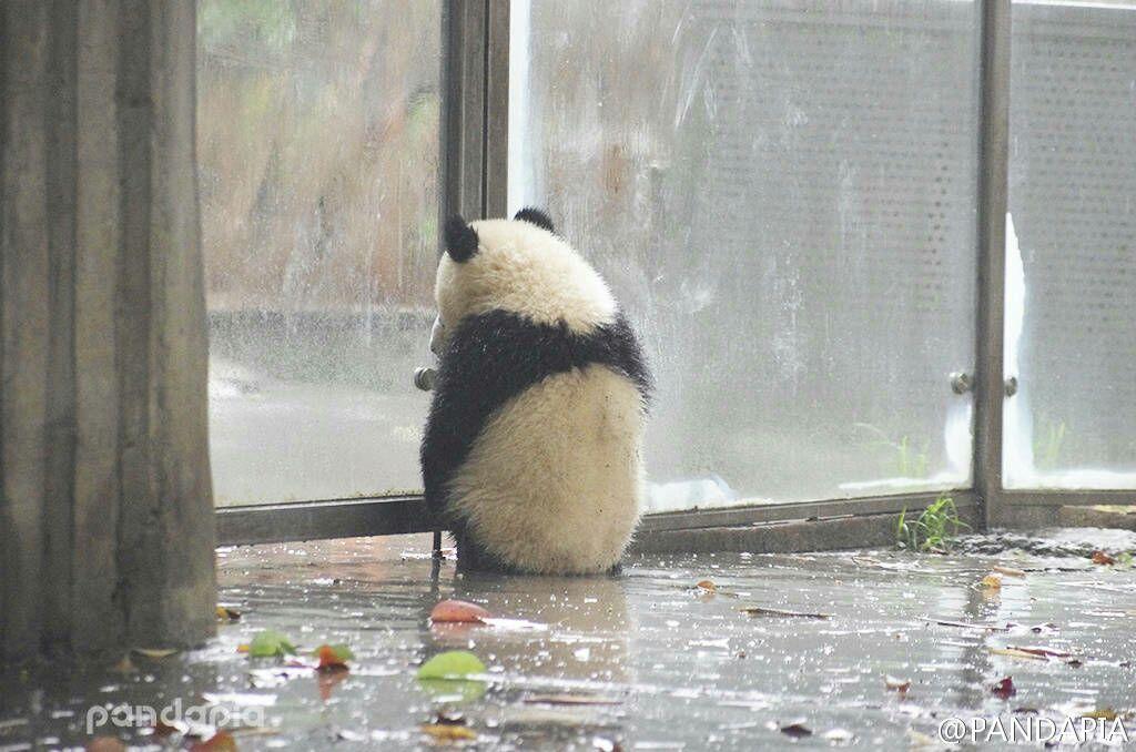 你有哪些熊猫 背影的萌图?